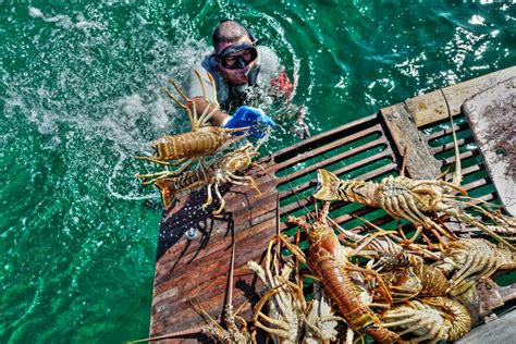 Lobster Fest Returns to Placencia Belize This Year