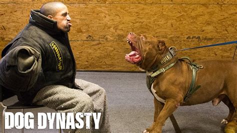 Getting Smashed By Hulk - The World's Largest Pitbull | DOG DYNASTY ...