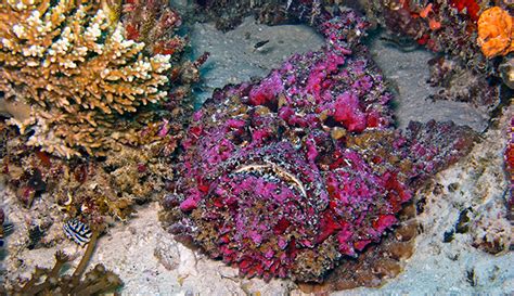 Stonefish: The Most Venomous Fish in the World