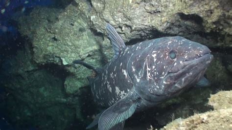 Diving With Coelacanths - YouTube