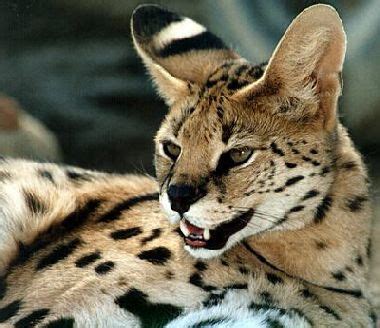 leopard: The Savannah cats