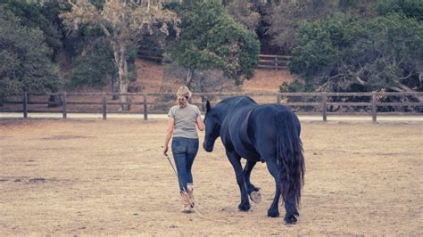 The Difference Between Natural Horsemanship and Liberty Training®