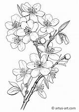Apricot Blossoms Coloring Page » Free Download Artus Art sketch template
