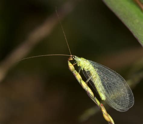 Real Monstrosities: Green Lacewing