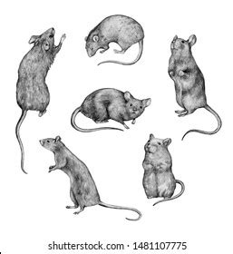 Rat Drawing Royalty-Free Images, Stock Photos & Pictures | Shutterstock