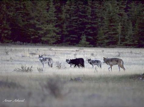 ‘Things are looking bleak’ for the Bow Valley wolf pack in Banff National Park - Protect The Wolves™