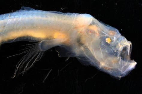 Australian Expedition Discovers Wealth Of Deep-Sea Creatures