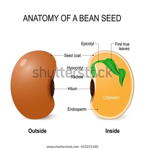 Anatomy Bean Seed Vector Diagram Outside Stock Vector (Royalty Free ...