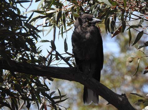 Magpies and Currawongs Archives - Trevor's Birding - Trevor's Birding