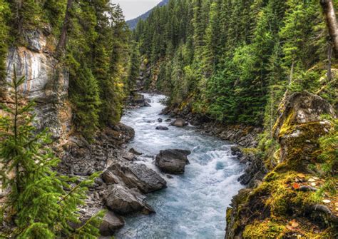 The Amazing Feat Of Salmon: How They Swim Great Distances Upstream ...