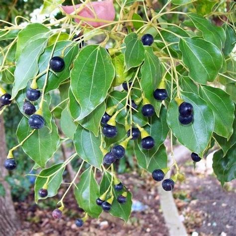 Buy Camphor Tree Seeds - Rarexoticseeds