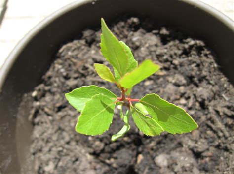 Apple tree seedling or weed? - General Fruit Growing - Growing Fruit