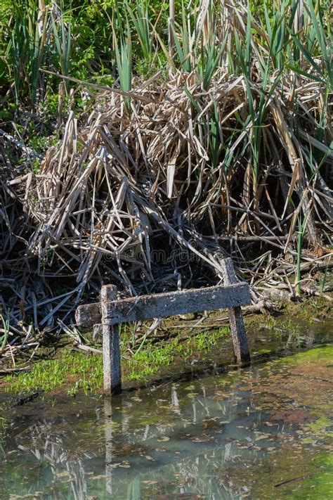 A Dirty Pond Covered with Algae Stock Image - Image of cover, dirt: 235113327