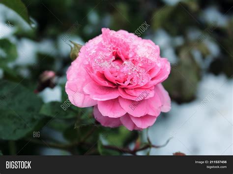 Snow On Roses. Roses Image & Photo (Free Trial) | Bigstock