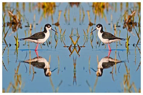 Black neced stilts bilateral symmetry by Robert Berdan | Balance art, Canadian nature, Nature ...