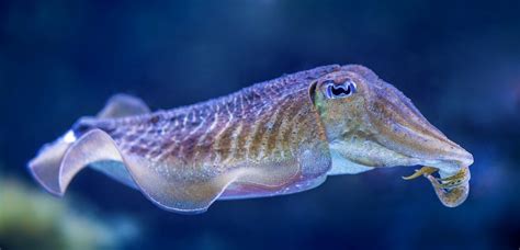 Cuttlefish - Maryland Aquarium Design, Installation, and Maintenance