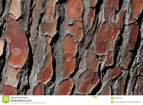 Natural Pine Tree Bark Pattern Stock Photo - Image of backdrop, brown ...