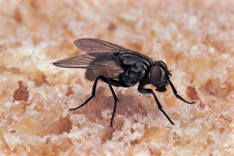 Fly | Definition, Features, & Types | Britannica