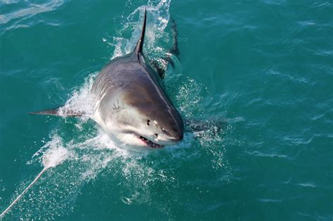 Shark Cage Diving in Gansbaai | Great White Shark Cage Divin… | Flickr