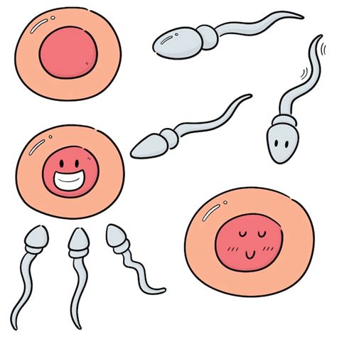 Premium Vector | Vector set of sperm and egg