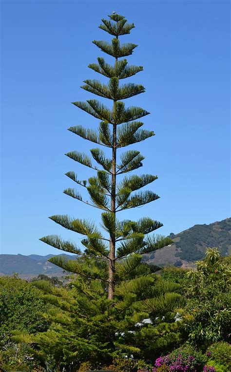 Araucaria - Alchetron, The Free Social Encyclopedia