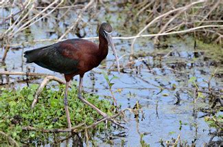 Glossy Ibis - Photo, facts, and identification tips