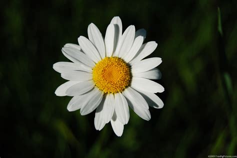 Wild Daisy – FREEBigPictures.com