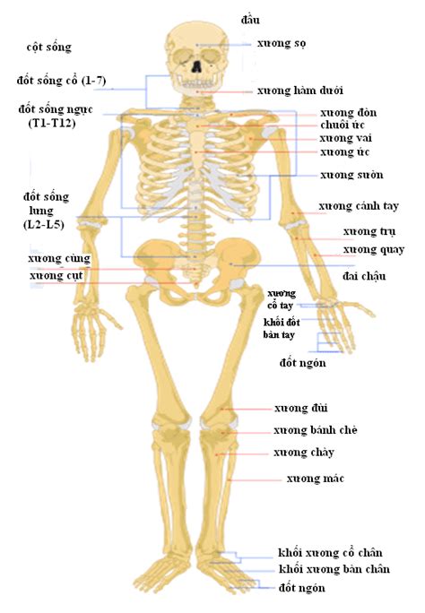 [GIẢI ĐÁP] Người trưởng thành có bao nhiêu xương?