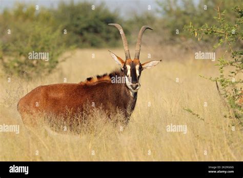 Sable antelope in natural habitat Stock Photo - Alamy