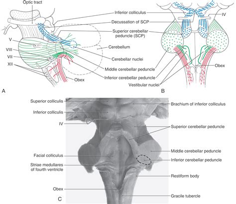 Middle Cerebellar Peduncle Cross Section