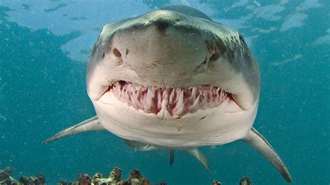 Sand Tiger Shark