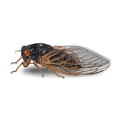 Cicada Sounds & Noises: What Do Cicadas Sound Like? | Orkin