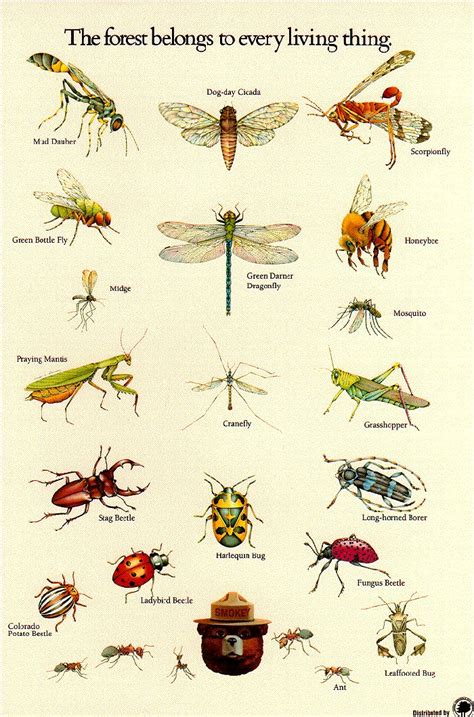 Insect identification poster from the U.S. Forestry Service. Insect activity, Apologia Flying ...