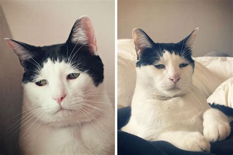 Meet Pancho, The Japanese Cat Whose Gloomy Gaze Stole The Hearts Of Many | Bored Panda