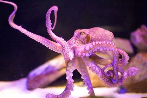 Octopus Anatomy 101: Are Octopus Invertebrates? - MarinePatch