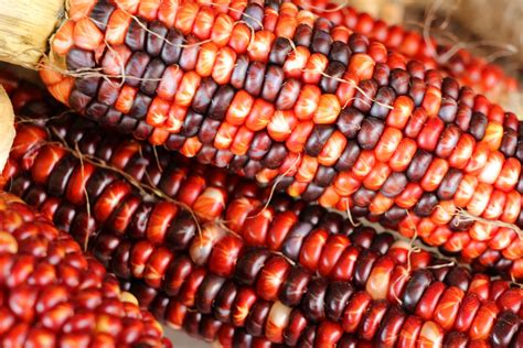 Indian Corn 3 Free Stock Photo - Public Domain Pictures