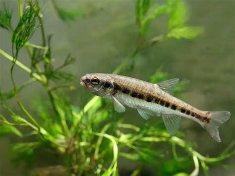 What Kind Of Fish Are Minnows? - AquariumPub