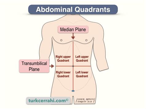 Quadrants and Regions of Abdomen | turkcerrahi.com/en