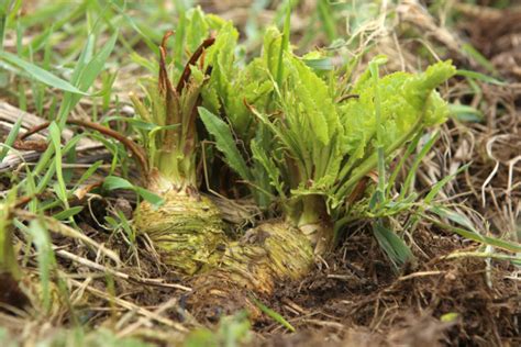 How To Grow Horseradish & 9 Reasons Why You Should