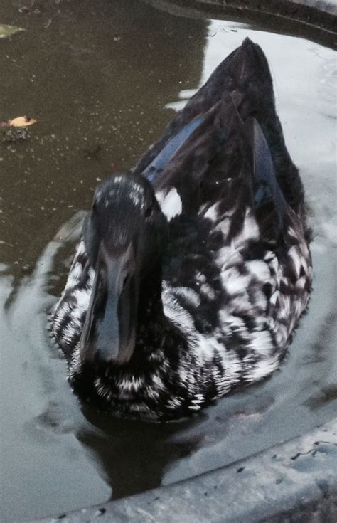 Darby, our Cayuga duck. | Animal crackers, Animal sanctuary, Animals