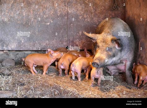 Pigs Stock Photo - Alamy