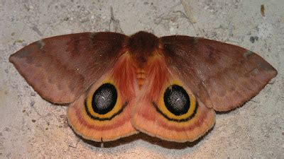 Nature in the Ozarks: Io Moth (Automeris io) Life Cycle