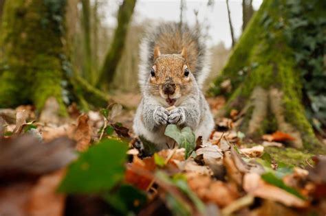 Invasive aliens: Six of the most destructive plants and animals that have made Britain their ...