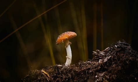 Agaric Photos, Download The BEST Free Agaric Stock Photos & HD Images