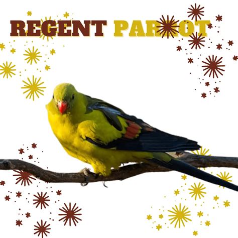 Regent Parrot - Habitat Subspecies Diet Behavior and Breeding