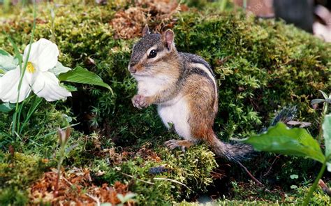 Eastern chipmunk - Stock Image - Z918/0122 - Science Photo Library