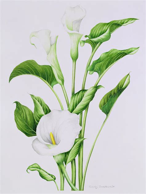 Arum Lily Painting by Sally Crosthwaite - Pixels