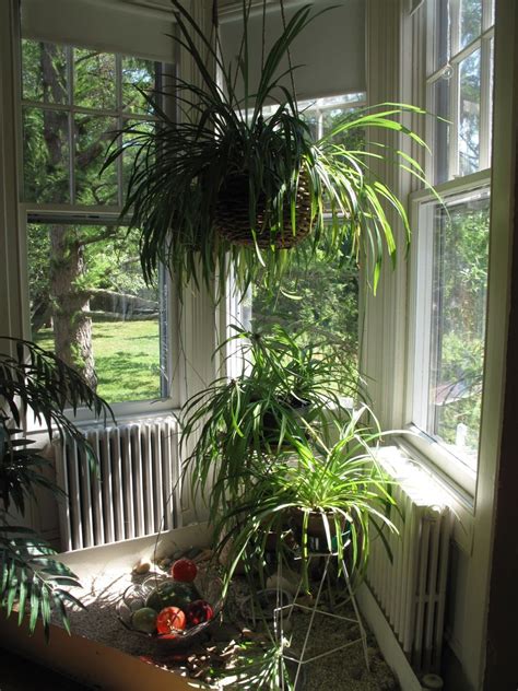 Sunroom Plants