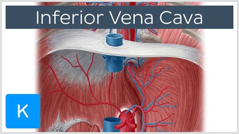 Inferior vena cava - Anatomy, Branches & Function - Human Anatomy | Kenhub - YouTube