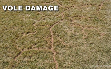 Guide to Repairing Vole Damage - Grass Pad